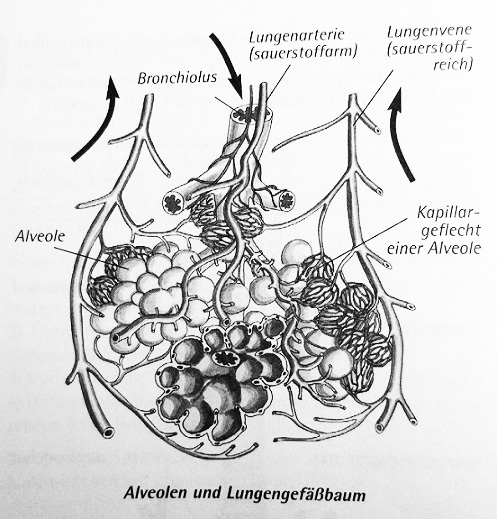 Alveolen